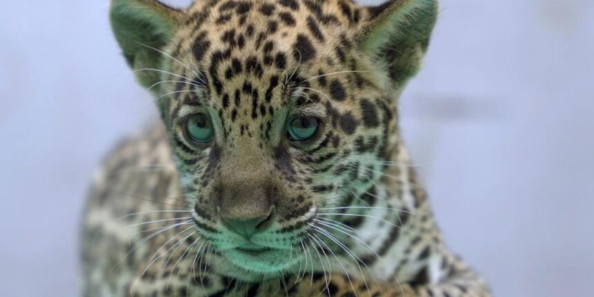 onca-pintada-nascida-no-bioparque-vale-amazonia-ganha-o-nome-de-xingu