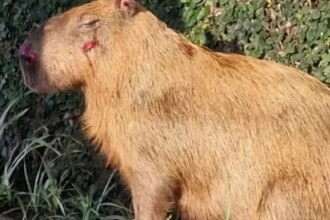 mprj-denuncia-agressores-de-capivara-na-ilha-do-governador-no-rio