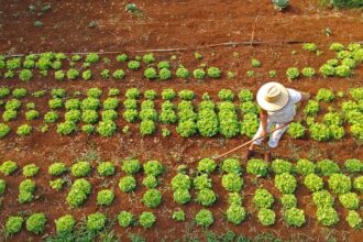 agraer-fortalece-acesso-ao-credito-rural-em-projetos-que-abrem-oportunidades-a-quem-trabalha-no-campo