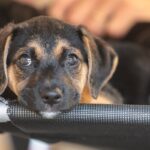 mapa-abre-consulta-publica-sobre-genericos-e-similares-veterinarios
