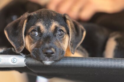 mapa-abre-consulta-publica-sobre-genericos-e-similares-veterinarios