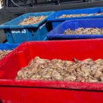 pescadores-sao-presos-com-350-kg-de-camarao-rosa-no-periodo-do-defeso