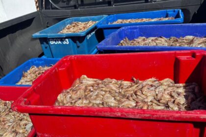 pescadores-sao-presos-com-350-kg-de-camarao-rosa-no-periodo-do-defeso