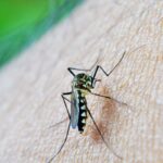 estudo-alerta-para-relacao-da-dengue-com-a-sindrome-de-guillain-barre