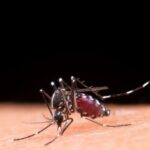 boletim-epidemiologico:-ms-registra-2.639-casos-confirmados-de-chikungunya
