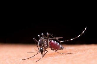 boletim-epidemiologico:-ms-registra-2.639-casos-confirmados-de-chikungunya