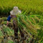 garantia-de-direitos-trabalhistas-no-campo-ainda-enfrenta-desafios