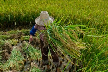 garantia-de-direitos-trabalhistas-no-campo-ainda-enfrenta-desafios