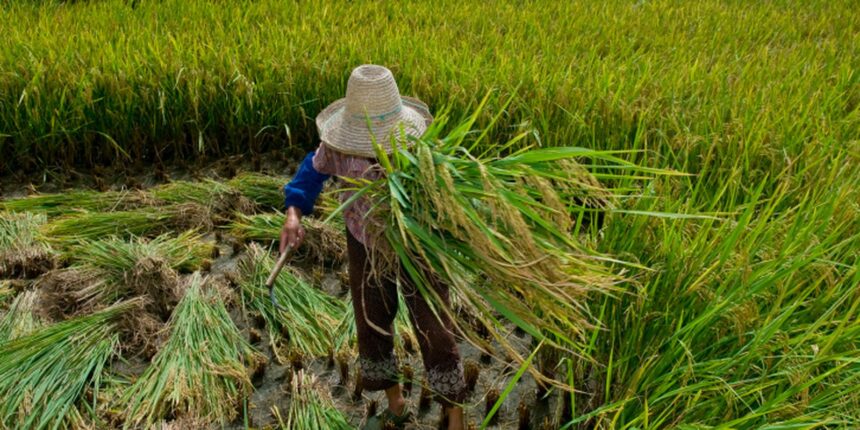 garantia-de-direitos-trabalhistas-no-campo-ainda-enfrenta-desafios