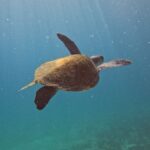 pesquisa-quer-descobrir-de-onde-vem-tartarugas-que-vivem-em-arraial