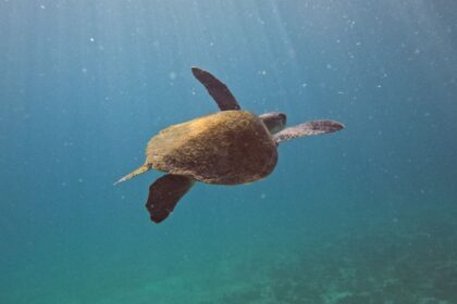pesquisa-quer-descobrir-de-onde-vem-tartarugas-que-vivem-em-arraial