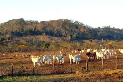 stf-mantem-lei-que-limita-compra-de-terras-por-empresas-estrangeiras