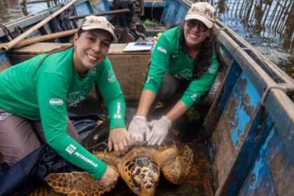 tartarugas-cabecudas-reaparecem-na-baia-de-guanabara