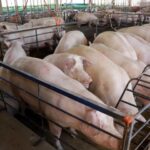 ms-consolida-avanco-da-suinocultura-com-crescimento-de-50%-e-mais-de-r$-300-milhoes-em-incentivos