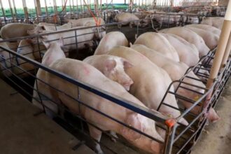 ms-consolida-avanco-da-suinocultura-com-crescimento-de-50%-e-mais-de-r$-300-milhoes-em-incentivos