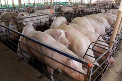 ms-consolida-avanco-da-suinocultura-com-crescimento-de-50%-e-mais-de-r$-300-milhoes-em-incentivos