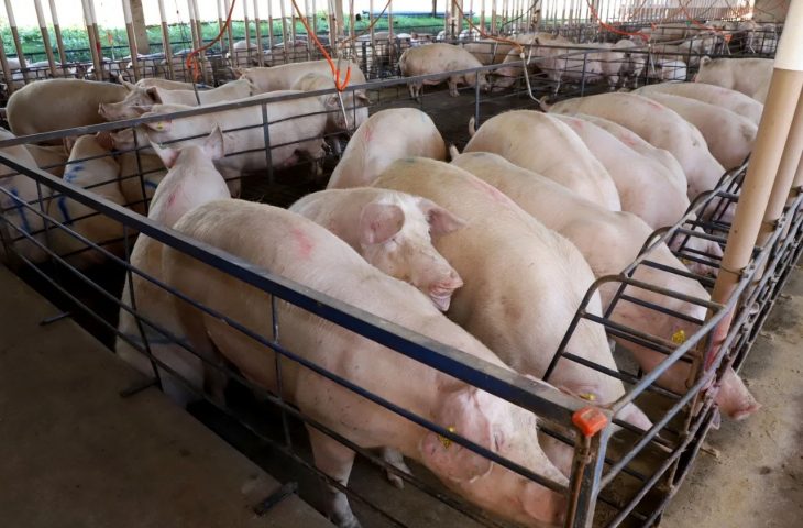 ms-consolida-avanco-da-suinocultura-com-crescimento-de-50%-e-mais-de-r$-300-milhoes-em-incentivos