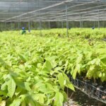 bioeconomia-em-areas-degradadas-cria-producao-sustentavel-no-para