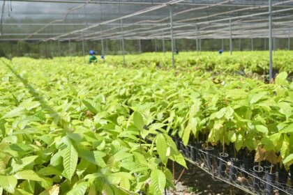 bioeconomia-em-areas-degradadas-cria-producao-sustentavel-no-para