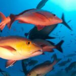 lista-de-peixes-e-invertebrados-ameacados-de-extincao-e-atualizada