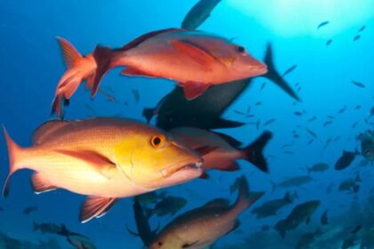 lista-de-peixes-e-invertebrados-ameacados-de-extincao-e-atualizada