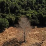 estudo-de-longo-prazo-na-amazonia-descarta-teoria-de-savanizacao