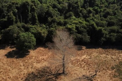 estudo-de-longo-prazo-na-amazonia-descarta-teoria-de-savanizacao