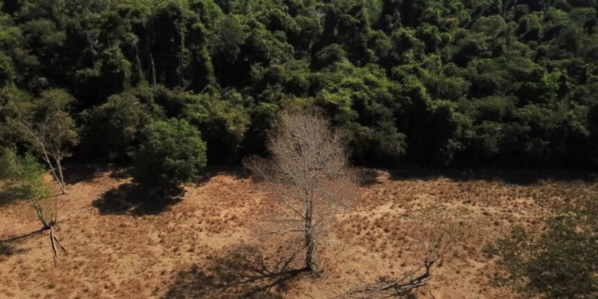 estudo-de-longo-prazo-na-amazonia-descarta-teoria-de-savanizacao