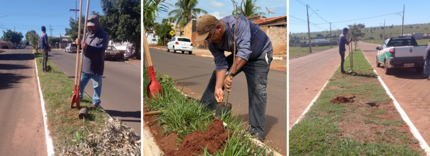 avenida-frei-galvao-recebe-novas-mudas-e-reforca-arborizacao-urbana