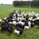 produtores-rurais-tem-ate-1o-de-junho-para-regularizar-rebanhos-e-evitar-bloqueios-sanitarios-em-ms