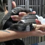 tres-lagoas:-centro-de-animais-silvestres-recebe-aves-silvestres-apreendidas-e-filhote-de-tamandua-resgatado