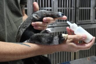 tres-lagoas:-centro-de-animais-silvestres-recebe-aves-silvestres-apreendidas-e-filhote-de-tamandua-resgatado