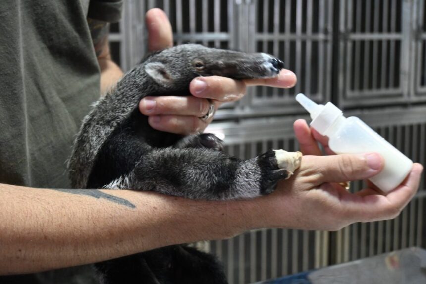 tres-lagoas:-centro-de-animais-silvestres-recebe-aves-silvestres-apreendidas-e-filhote-de-tamandua-resgatado