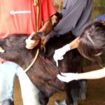 iagro-avisa:-prazos-para-campanha-de-vacinacao-de-bezerras-contra-brucelose-continuam-inalterados-em-ms