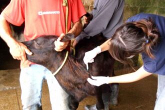 iagro-avisa:-prazos-para-campanha-de-vacinacao-de-bezerras-contra-brucelose-continuam-inalterados-em-ms