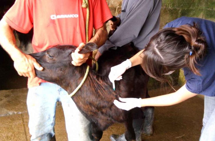 iagro-avisa:-prazos-para-campanha-de-vacinacao-de-bezerras-contra-brucelose-continuam-inalterados-em-ms