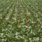 entenda-impasse-entre-bancada-do-agro-e-governo-sobre-dividas-rurais