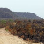 mapbiomas:-menor-vegetacao-nativa-expoe-mais-o-pais-ao-el-nino