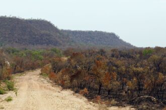mapbiomas:-menor-vegetacao-nativa-expoe-mais-o-pais-ao-el-nino